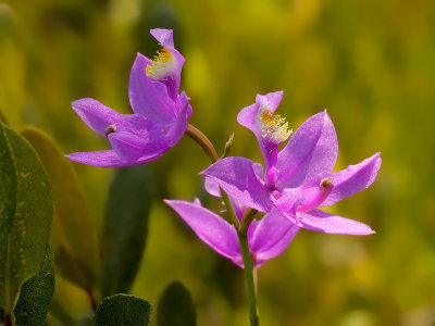 Grass Pink Orchid