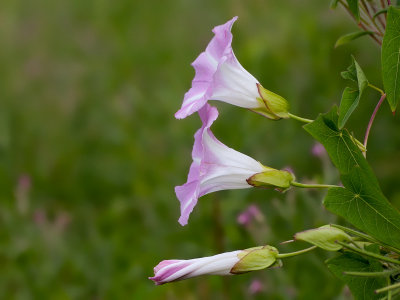 Hedge Bindweed