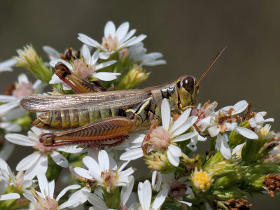 Grasshopper on Calico Aster