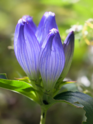 Andrews Bottle Gentian