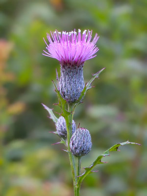 Swamp Thistle