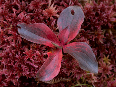 Bunchberry on Sphagnum Moss