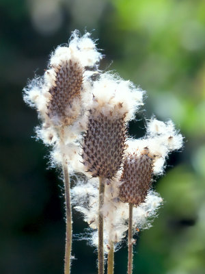 Thimbleweed Seeds