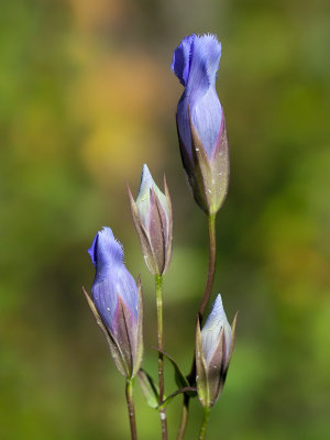 Fringed Gentian