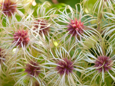 Virgin's Bower Fruit