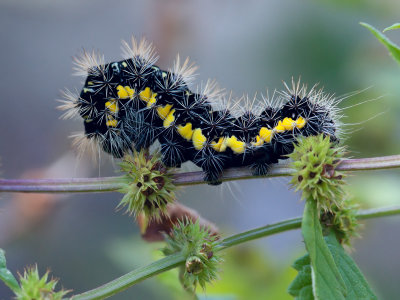 Smeared Dagger Moth Caterpillar