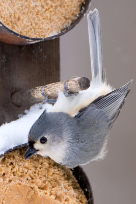 Titmouse Acrobatics