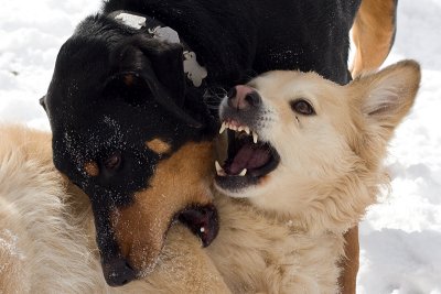 Lady and Max Play in Pen