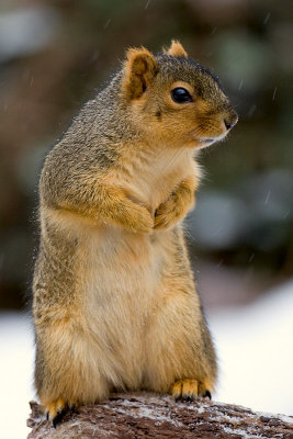 Fox Squirrel
