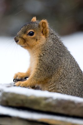 Fox Squirrel