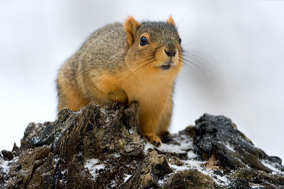 Fox Squirrel