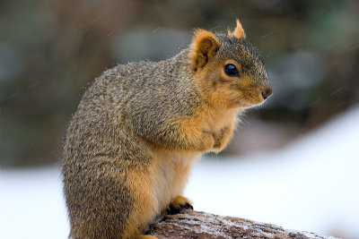 Fox Squirrel