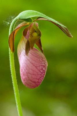 Pink Lady's Slipper Orchid