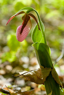 Pink Lady's Slipper Orchid