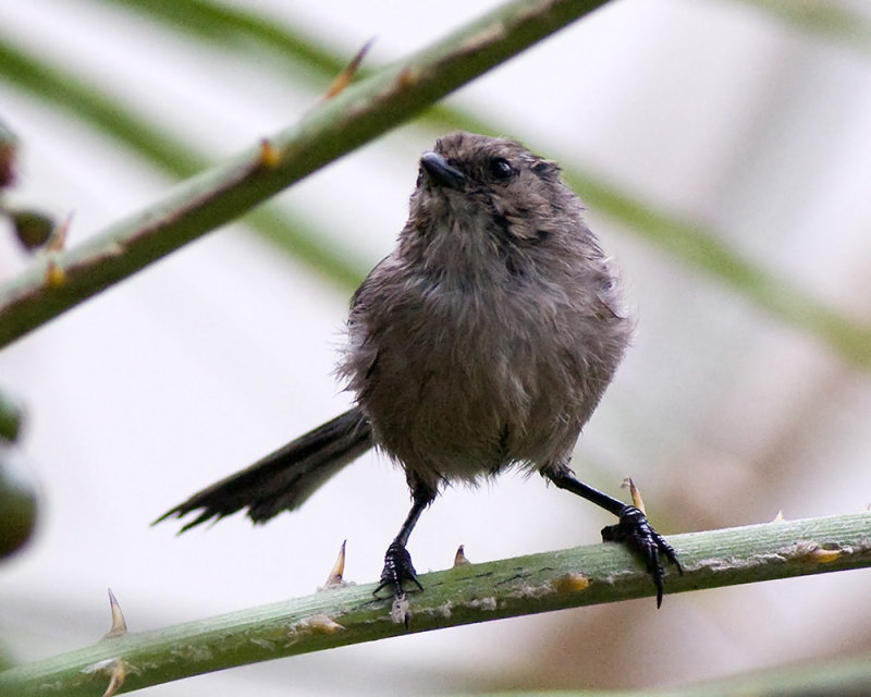 Bushtit