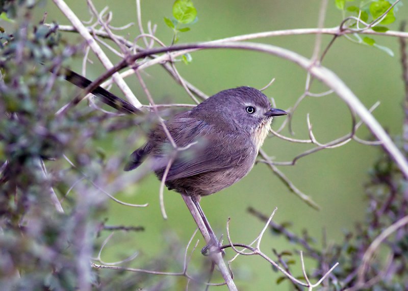 Wrentit