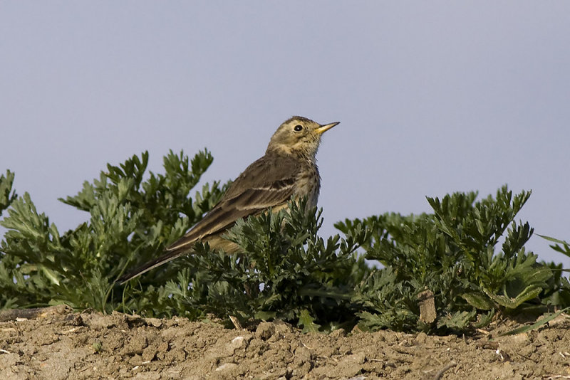American Pipit