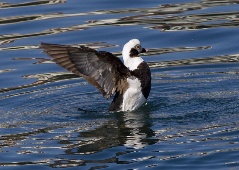 Long-tailed Duck