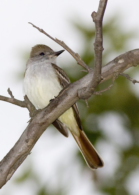 Ash-throated Flycatcher