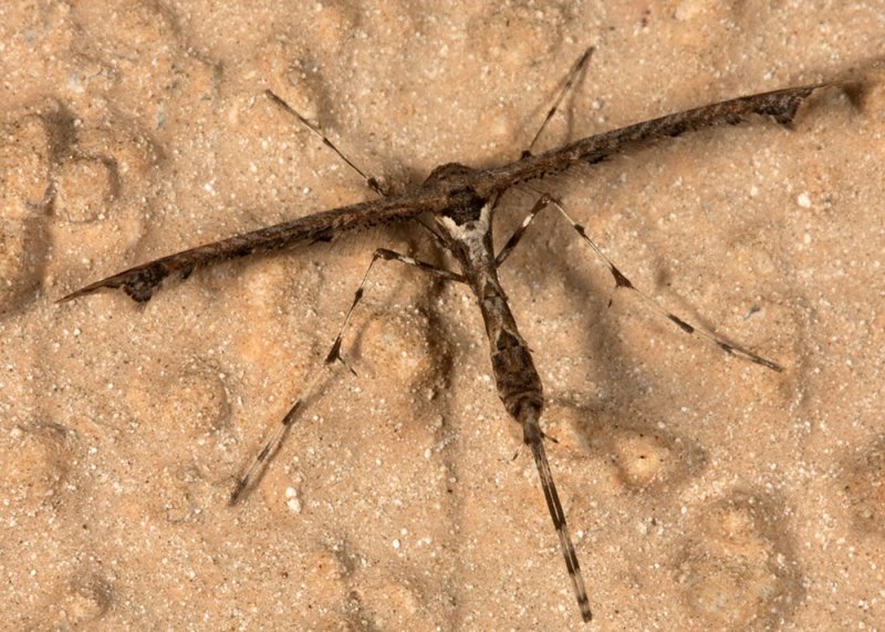 Plume Moth (<em>Amblyptilia</em>)