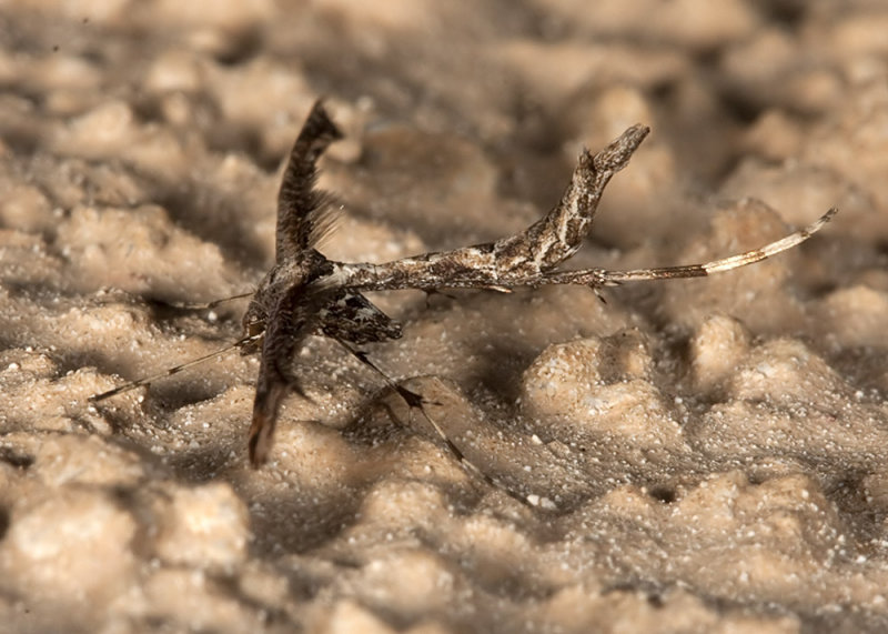 Plume Moth (<em>Amblyptilia</em>)