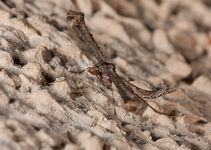 Plume Moth (<em>Amblyptilia</em>)