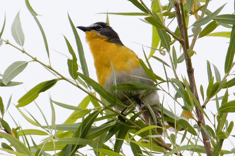 Yellow-breasted Chat