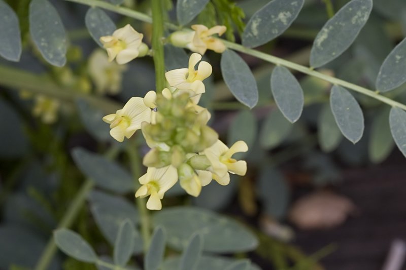 Locoweed (<em>Astragalus douglasii parishii</em>)