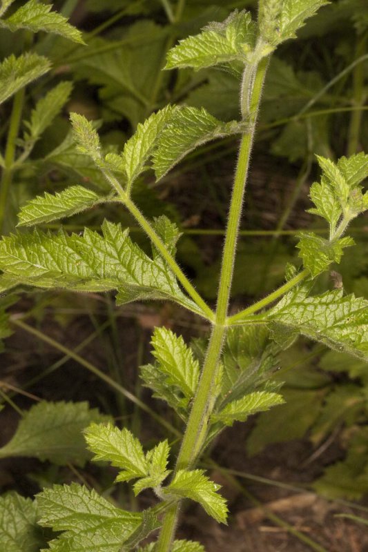 Stinging Nettle (<em>Urtica dioica holosericea</em>)