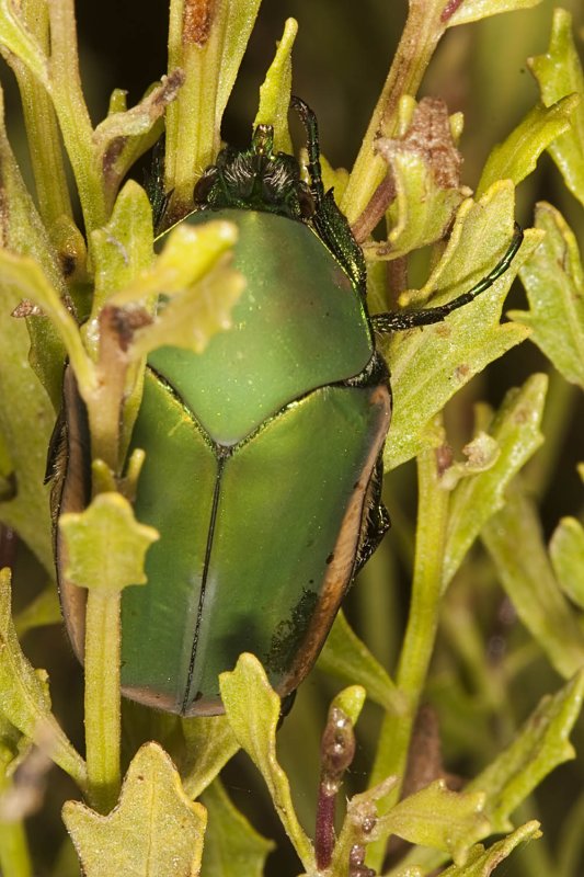 Green Fruit Beetle (<em> Cotinis mutabilis</em>)