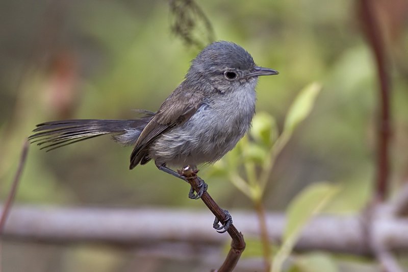 California Gnatcatcher