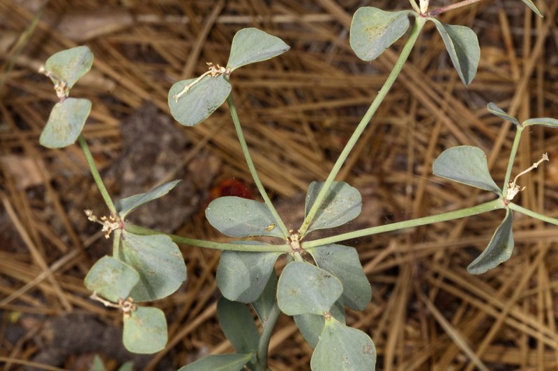 Chinese Caps (<em>Euphorbia crenulata</em>)