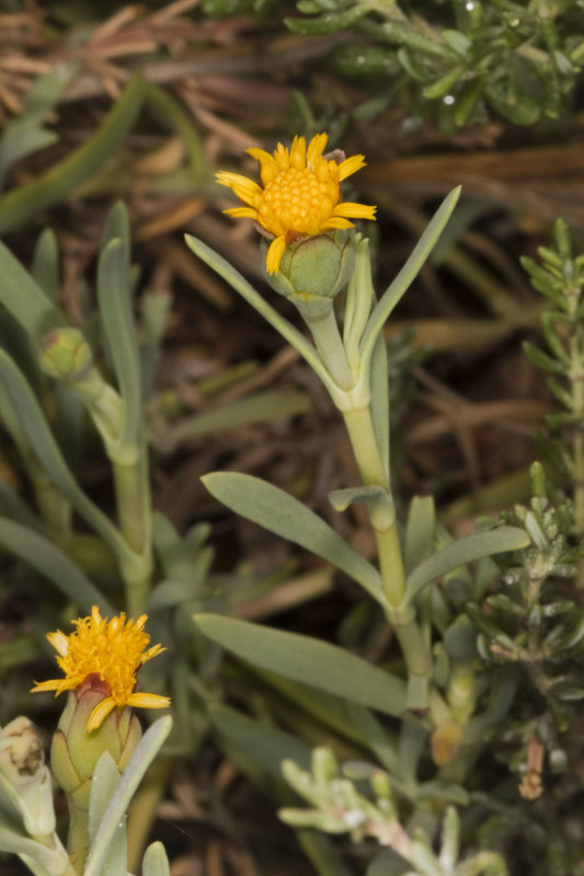 Salty Susan (<em>Jaumea carnosa</em>)
