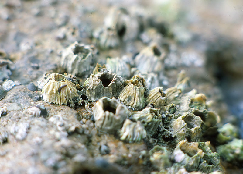 Acorn Barnacle (<em>Balanus glandula</em>)