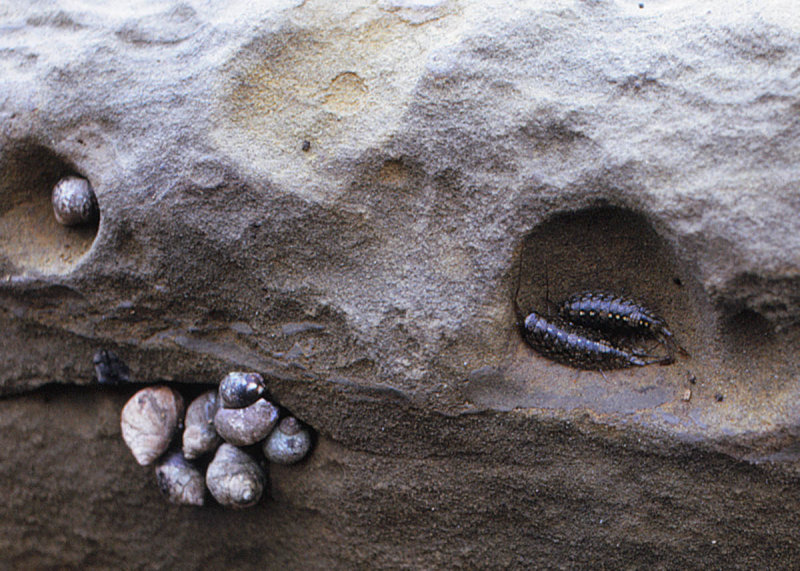 Rock Lice and Perwinkles