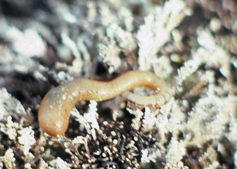 Tan Peanut Worm (<em>Themiste pyroides</em>)
