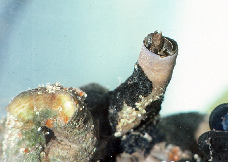 Tube-building Snail <em>(Serpulorbis squamigerus</em>)