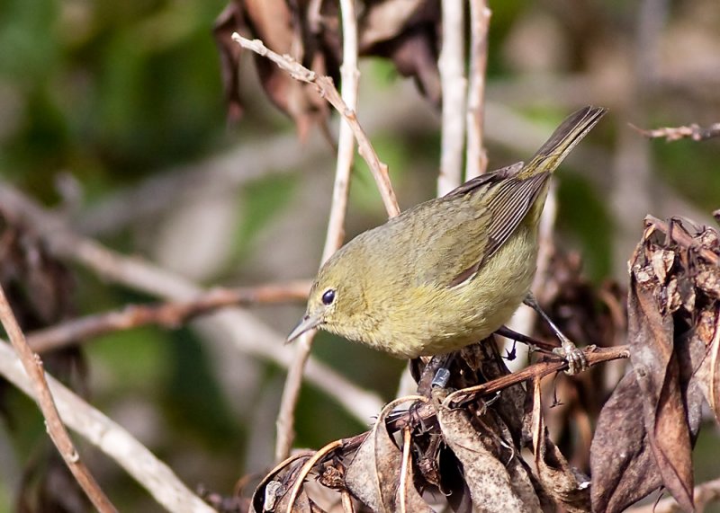 Orange-crowned Warbler