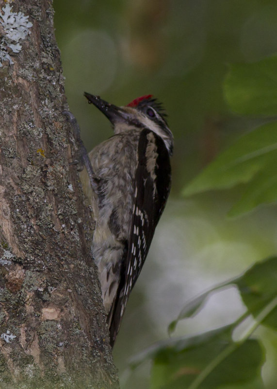 Yellow-bellied Sapsucker