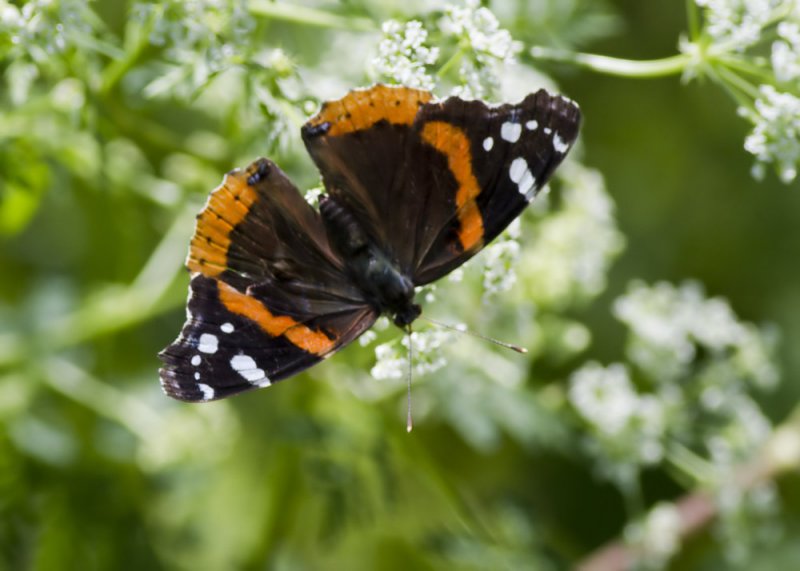 Red Admiral (<em>Venessa atalanta</em>)