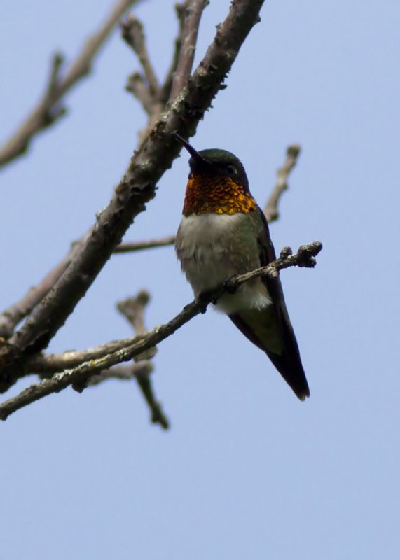 Ruby-throated Hummingbird