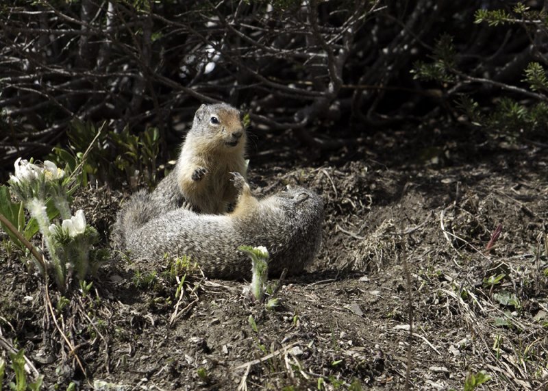 Wyoming Ground Squirrel  (<em>Spermophilus elegans</em>)