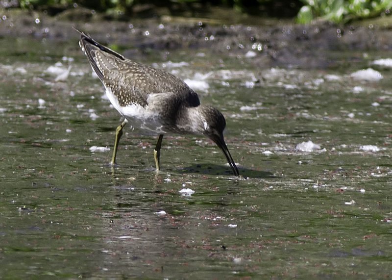 Solitary Sandpiper