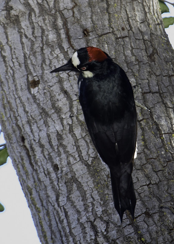 Acorn Woodpecker