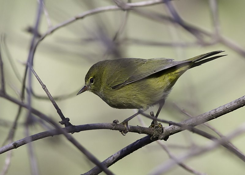 Orange-crowned Warbler