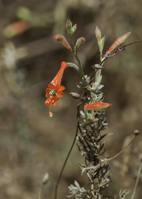 California Fuschia, (<em>Epilobium canum  canum<em>)