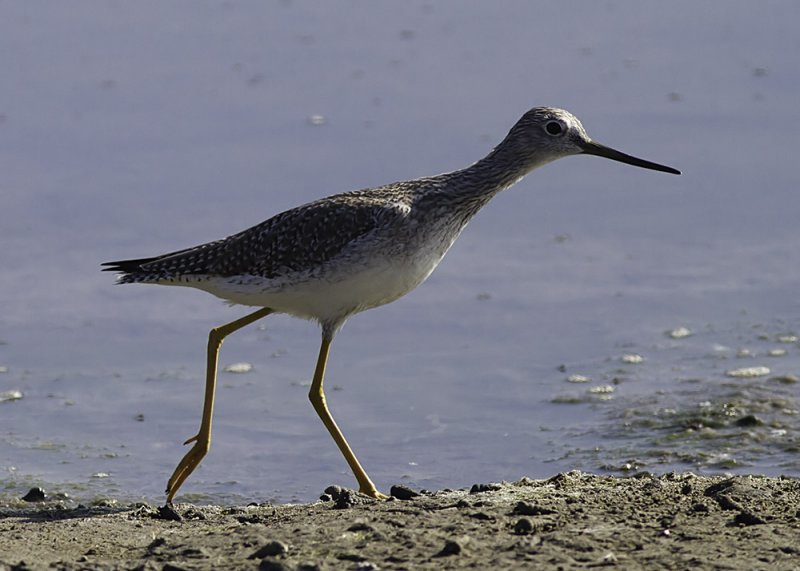 Lesser Yellowlegs