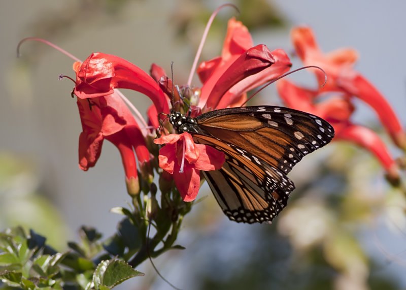 Monarch Butterfly