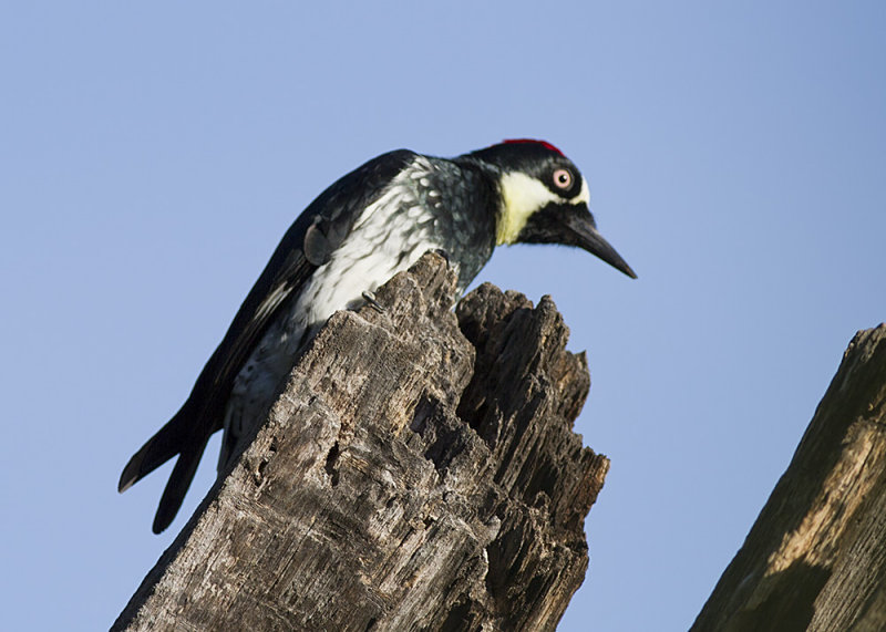 Acorn Woodpecker