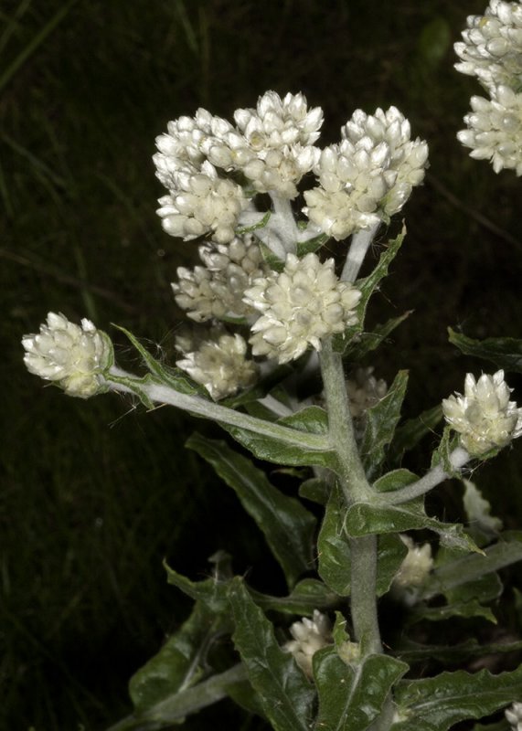 White Everlasting (<em>Gnaphalium canescens microcephalum</em>)